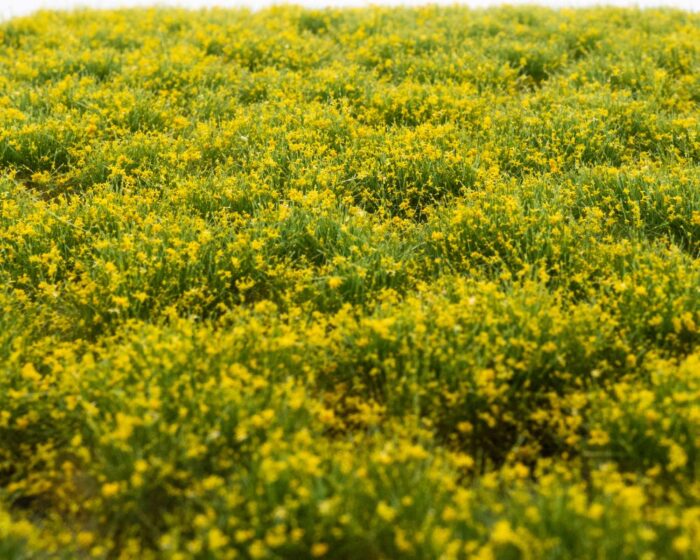 RTS Bunches of flowers yellow