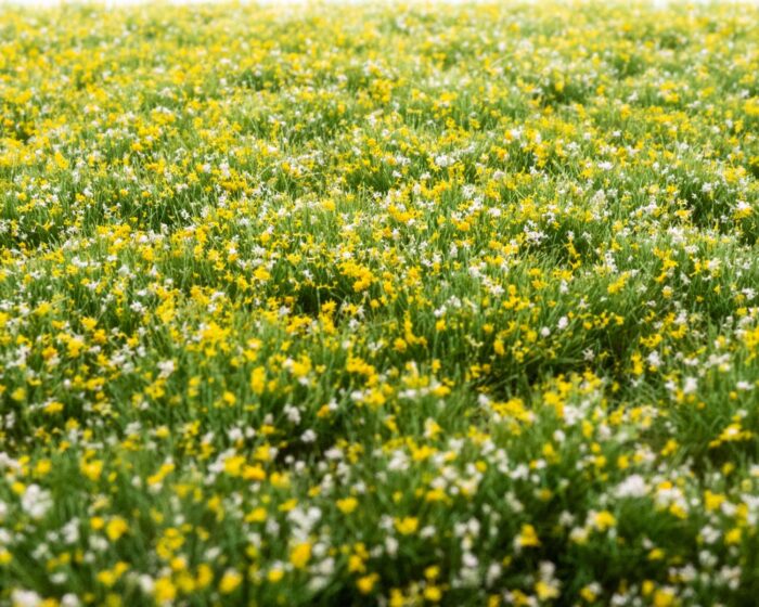 RTS Bunches of flowers yellow-white