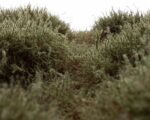 RTS Juniper shrubs dark green